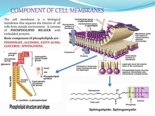 COMPONENT OF CELL MEMBRANES
The cell membrane is a biological
membrane that separate the interior of all
cells from outside environment . It consists
of PHOSPHOLIPID BILAYER with
embedded proteins.
Basic component of phospholipids are -
PHOSPHATE ,ALCOHOL, FATTY ACIDS,
GLYCEROL/ SPHINGOSINE.
 