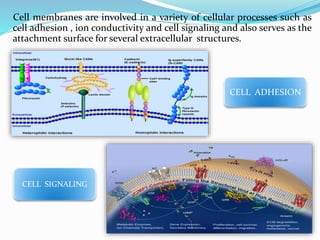 .
Cell membranes are involved in a variety of cellular processes such as
cell adhesion , ion conductivity and cell signaling and also serves as the
attachment surface for several extracellular structures.
CELL ADHESION
CELL SIGNALING
 
