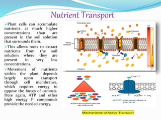 Nutrient Transport
Plant cells can accumulate
nutrients at much higher
concentrations than are
present in the soil solution
that surrounds them.
This allows roots to extract
nutrients from the soil
solution where they are
present in very low
concentrations.
Movement of nutrients
within the plant depends
largely upon transport
through cell membranes,
which requires energy to
oppose the forces of osmosis.
Here again, ATP and other
high energy P compounds
provide the needed energy.
 