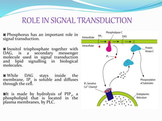 ROLE IN SIGNAL TRANSDUCTION
Phosphorus has an important role in
signal transduction.
Inositol trisphosphate together with
DAG, is a secondary messenger
molecule used in signal transduction
and lipid signalling in biological
molecules.
While DAG stays inside the
membrane, IP3 is soluble and diffuses
through the cell.
It is made by hydrolysis of PIP2, a
phospholipid that is located in the
plasma membranes, by PLC.
 