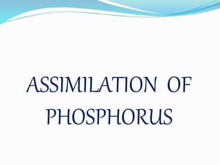 ASSIMILATION OF
PHOSPHORUS
 