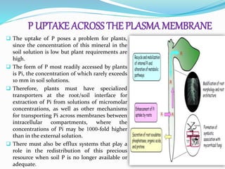 P UPTAKE ACROSS THE PLASMA MEMBRANE
 The uptake of P poses a problem for plants,
since the concentration of this mineral in the
soil solution is low but plant requirements are
high.
 The form of P most readily accessed by plants
is Pi, the concentration of which rarely exceeds
10 mm in soil solutions.
 Therefore, plants must have specialized
transporters at the root/soil interface for
extraction of Pi from solutions of micromolar
concentrations, as well as other mechanisms
for transporting Pi across membranes between
intracellular compartments, where the
concentrations of Pi may be 1000-fold higher
than in the external solution.
 There must also be efflux systems that play a
role in the redistribution of this precious
resource when soil P is no longer available or
adequate.
 