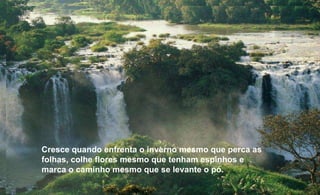 Cresce quando enfrenta o inverno mesmo que perca as folhas, colhe flores mesmo que tenham espinhos e marca o caminho mesmo que se levante o pó. 