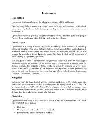 1
Leptospirosis
Introduction
Leptospirosis is a bacterial disease that affects farm animals, wildlife and humans.
There are many different strains or serovars, carried by rodents and many other wild animals
including rabbits, skunks and birds. Cattle, pigs and dogs are the main domestic animal carriers
of leptospirosis.
Leptospirosis in cattle is generally caused by one of two strains: Leptospira hardjo or Leptospira
Pomona. These two bacteria infect the kidney and genital tract of cattle.
Causative Agent
Leptospirosis is primarily a disease of animals, occasionally infect humans. It is caused by
pathogenic spirochete of the genus leptospira that traditionally consist of two species, Leptospira
interrogans and Leptospira biflexa. The former includes all pathogenic serovars and the later
includes the saprophytic strains. Leptospira strains have been divided into 26 serogroups, of
which 2 belong to saprophytic leptospires.
Each serogroup consists of several strains designated as seorovars. Nearly 300 host adopted
leptospiral serovars are naturally carried by more than a dozen species of rodents, wild and
domestic animals. The moderate to highly conducive abundantly available variety of hosts,
results in successful perpetuation of this organism. The leptospira serovars predominantly
present in India are L.andamana, L.pomona, L.grippotyphosa, L.hebdomadis, L.semoranga,
L.javanica, L.autumnalis, L.canicola.
Pathogenesis
Leptospira enter the body through exposed mucous membranes in the mouth, eyes, skin
abrasions or gastrointestinal tract. The incubation period for leptospirosis is 4 to 20 days. The
leptospires circulate in the blood for 7 days. The leptospires replicate in the liver, kidneys, lungs,
genital tract and central nervous system. The bacteria remain in the kidneys and may be shed in
the urine for a few weeks to many months after infection.
Clinical signs
Leptospirosis is less common in cattle under 15 months of age than in older animals. The clinical
signs of infected calves include;
 High fever
 Hemolytic anemia (breakdown of red blood cells)
 Hemoglobinuria (blood/hemoglobin in urine)
 