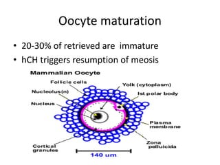 Oocyte maturation 
• 20-30% of retrieved are immature 
• hCH triggers resumption of meosis 
 