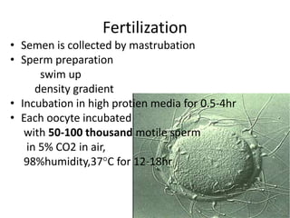 Fertilization 
• Semen is collected by mastrubation 
• Sperm preparation 
swim up 
density gradient 
• Incubation in high protien media for 0.5-4hr 
• Each oocyte incubated 
with 50-100 thousand motile sperm 
in 5% CO2 in air, 
98%humidity,37°C for 12-18hr 
 