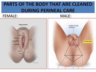 PARTS OF THE BODY THAT ARE CLEANED
DURING PERINEAL CARE
FEMALE: MALE:
 