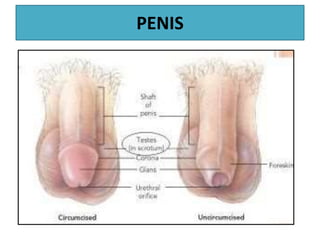 PENIS
 