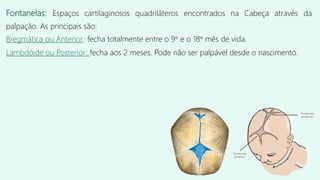 Fontanelas: Espaços cartilaginosos quadriláteros encontrados na Cabeça através da
palpação. As principais são:
Bregmática ou Anterior: fecha totalmente entre o 9° e o 18° mês de vida.
Lambdóide ou Posterior: fecha aos 2 meses. Pode não ser palpável desde o nascimento.
 