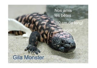 Nos amis
               les bêtes
               (50 cm de long!
               Carnivore !)




Gila Monster
 