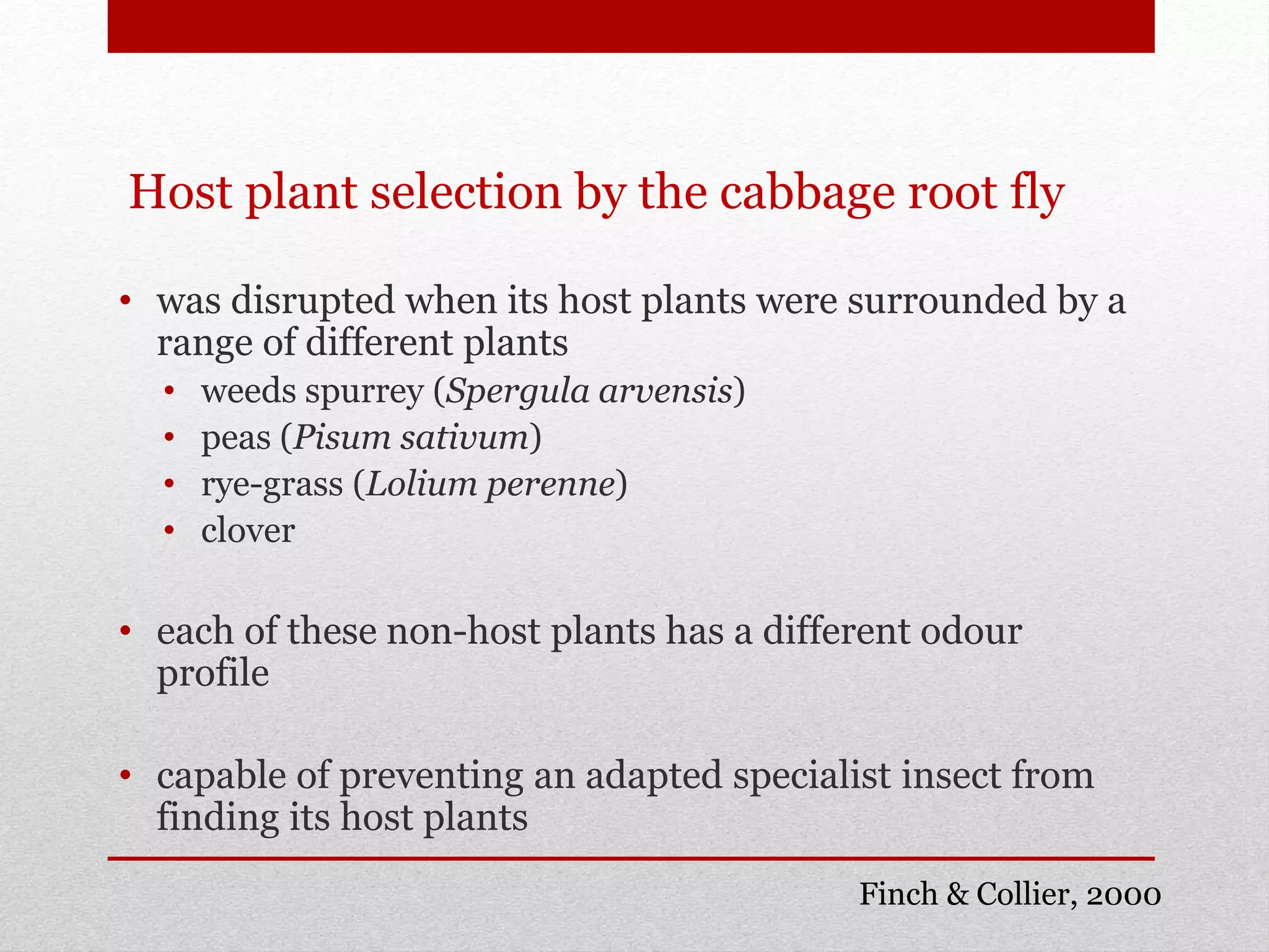Host plant selection by the cabbage root fly
• was disrupted when its host plants were surrounded by a
range of different plants
• weeds spurrey (Spergula arvensis)
• peas (Pisum sativum)
• rye-grass (Lolium perenne)
• clover
• each of these non-host plants has a different odour
profile
• capable of preventing an adapted specialist insect from
finding its host plants
Finch & Collier, 2000
 