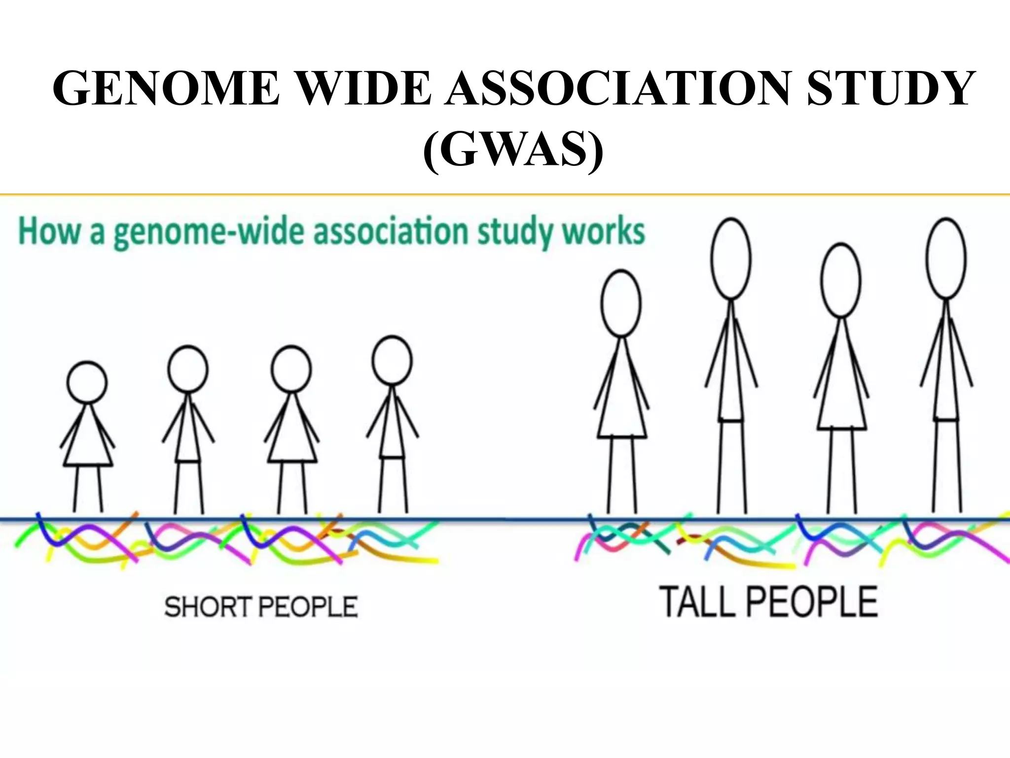 GENOME WIDE ASSOCIATION STUDY
(GWAS)
 
