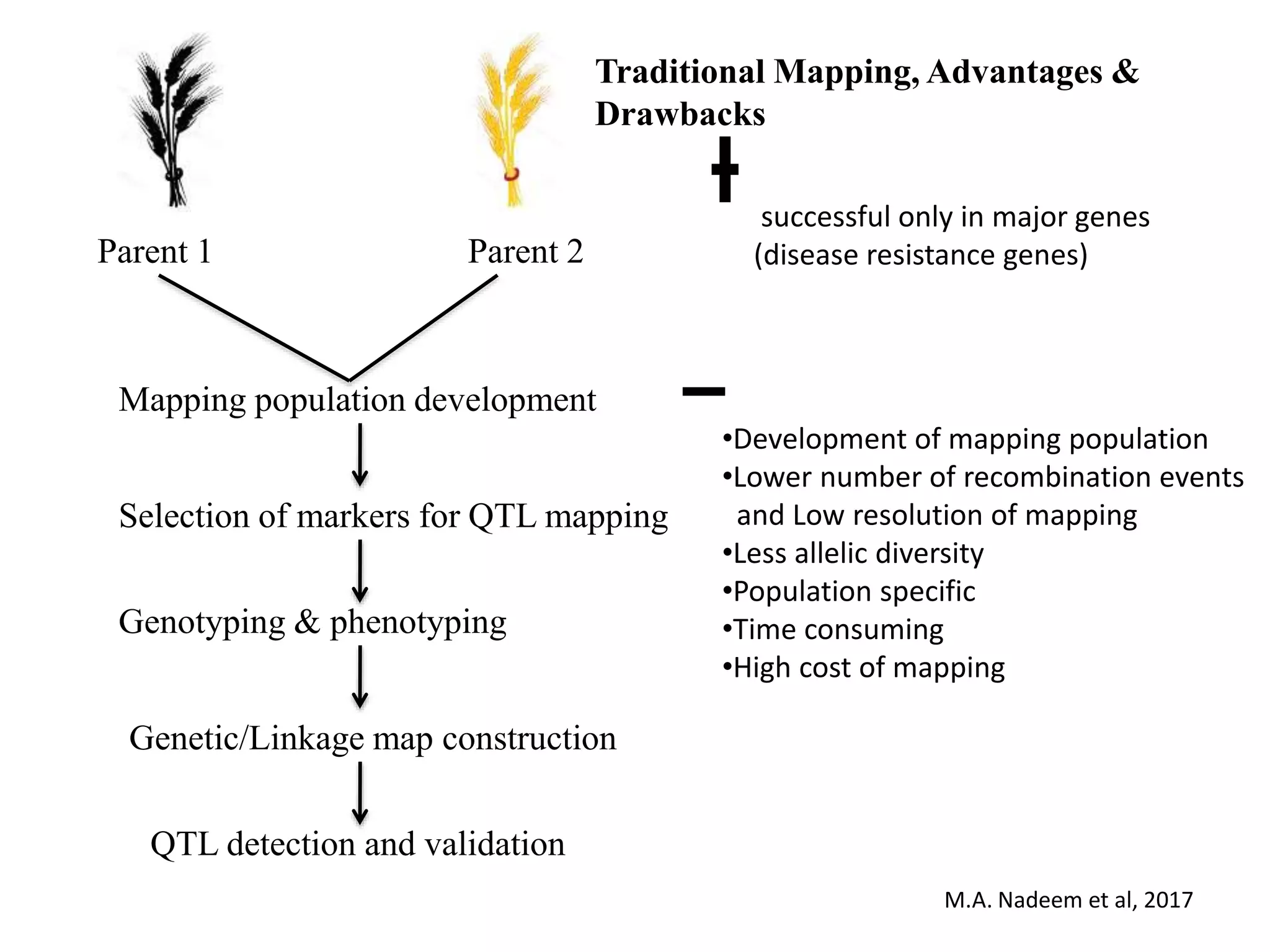 Parent 1 Parent 2
Genetic/Linkage map construction
Mapping population development
Selection of markers for QTL mapping
Genotyping & phenotyping
QTL detection and validation
Traditional Mapping, Advantages &
Drawbacks
successful only in major genes
(disease resistance genes)
•Development of mapping population
•Lower number of recombination events
and Low resolution of mapping
•Less allelic diversity
•Population specific
•Time consuming
•High cost of mapping
M.A. Nadeem et al, 2017
 