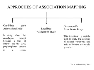 APPROCHES OF ASSOCIATION MAPPING
Candidate gene
Association Study
It study about the
correlation present
between a trait of
interest and the DNA
polymorphism present
in a gene.
Genome wide
Association Study
This technique is mainly
used to study the genetics
of natural variations and
traits of interest in a whole
genome.
M.A. Nadeem et al, 2017
Localized
Association Study
 