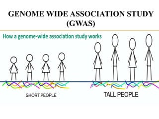 GENOME WIDE ASSOCIATION STUDY
(GWAS)
 
