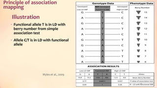 Illustration
• Functional allele T is in LD with
berry number from simple
association test
• Allele C/T is in LD with functional
allele
15
Myles et al., 2009
Principle of association
mapping
 
