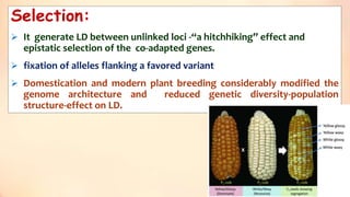 Selection:
 It generate LD between unlinked loci -“a hitchhiking” effect and
epistatic selection of the co-adapted genes.
 fixation of alleles flanking a favored variant
 Domestication and modern plant breeding considerably modified the
genome architecture and reduced genetic diversity-population
structure-effect on LD.
24
 