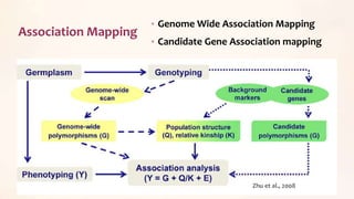 Association Mapping
27
• Genome Wide Association Mapping
• Candidate Gene Association mapping
Zhu et al., 2008
 
