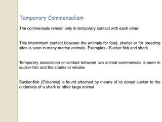 The commensals remain only in temporary contact with each other
This intermittent contact between the animals for food, shelter or for breeding
sites is seen in many marine animals. Examples - Sucker fish and shark
Temporary association or contact between two animal commensals is seen in
sucker-fish and the sharks or whales
Sucker-fish (Echeneis) is found attached by means of its dorsal sucker to the
underside of a shark or other large animal
 