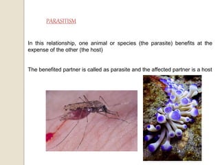 In this relationship, one animal or species (the parasite) benefits at the
expense of the other (the host)
The benefited partner is called as parasite and the affected partner is a host
 