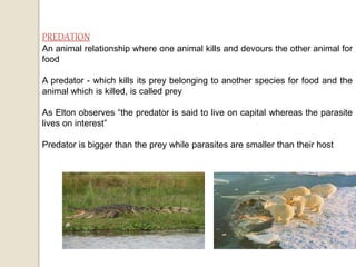 An animal relationship where one animal kills and devours the other animal for
food
A predator - which kills its prey belonging to another species for food and the
animal which is killed, is called prey
As Elton observes “the predator is said to live on capital whereas the parasite
lives on interest”
Predator is bigger than the prey while parasites are smaller than their host
 