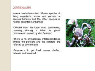•Interaction between two different species of
living organisms, where one partner or
species benefits and the other species is
neither benefited nor harmed
•Derived from the Latin word commensa,
meaning sharing a table as guest
messmates - coined by Van Beneden
•There is no physiological interdependence
among the partners and the partners are
referred as commensals
•Purpose - to get food, space, shelter,
defense and transport
 