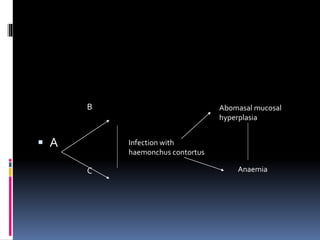 B
 A
C
Infection with
haemonchus contortus
Abomasal mucosal
hyperplasia
Anaemia
 