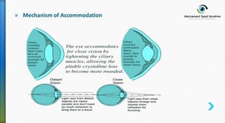 » Mechanism of Accommodation
 