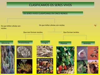CLASIFICAMOS OS SERES VIVOS
OS SERES VIVOS CLASIFÍCANSE EN CINCO REINOS
Moneras Protoctístas Fungos Plantas Animáis
Os que teñen células sen
núcleo.
Os que teñen células con núcleo
Que non forman tecidos Que forman tecidos
Protozoos
Algas
Fermentos
Cogomelos
 
