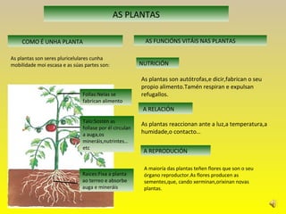 AS PLANTAS
COMO É UNHA PLANTA AS FUNCIÓNS VITÁIS NAS PLANTAS
As plantas son seres pluricelulares cunha
mobilidade moi escasa e as súas partes son:
Follas:Nelas se
fabrican alimento
Raices:Fixa a planta
ao terreo e absorbe
auga e mineráis
Talo:Sostén as
follase por él circulan
a auga,os
mineráis,nutrintes…
etc
NUTRICIÓN
As plantas son autótrofas,e dicir,fabrican o seu
propio alimento.Tamén respiran e expulsan
refugallos.
A RELACIÓN
As plantas reaccionan ante a luz,a temperatura,a
humidade,o contacto…
A REPRODUCIÓN
A maioría das plantas teñen flores que son o seu
órgano reproductor.As flores producen as
sementes,que, cando xerminan,orixinan novas
plantas.
 