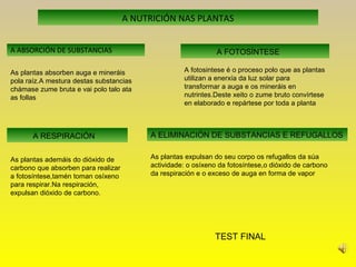 A NUTRICIÓN NAS PLANTAS
A ABSORCIÓN DE SUBSTANCIAS A FOTOSÍNTESE
A RESPIRACIÓN A ELIMINACIÓN DE SUBSTANCIAS E REFUGALLOS
As plantas absorben auga e mineráis
pola raíz.A mestura destas substancias
chámase zume bruta e vai polo talo ata
as follas
A fotosintese é o proceso polo que as plantas
utilizan a enerxía da luz solar para
transformar a auga e os mineráis en
nutrintes.Deste xeito o zume bruto convírtese
en elaborado e repártese por toda a planta
As plantas ademáis do dióxido de
carbono que absorben para realizar
a fotosíntese,tamén toman osíxeno
para respirar.Na respiración,
expulsan dióxido de carbono.
As plantas expulsan do seu corpo os refugallos da súa
actividade: o osíxeno da fotosíntese,o dióxido de carbono
da respiración e o exceso de auga en forma de vapor
TEST FINAL
 