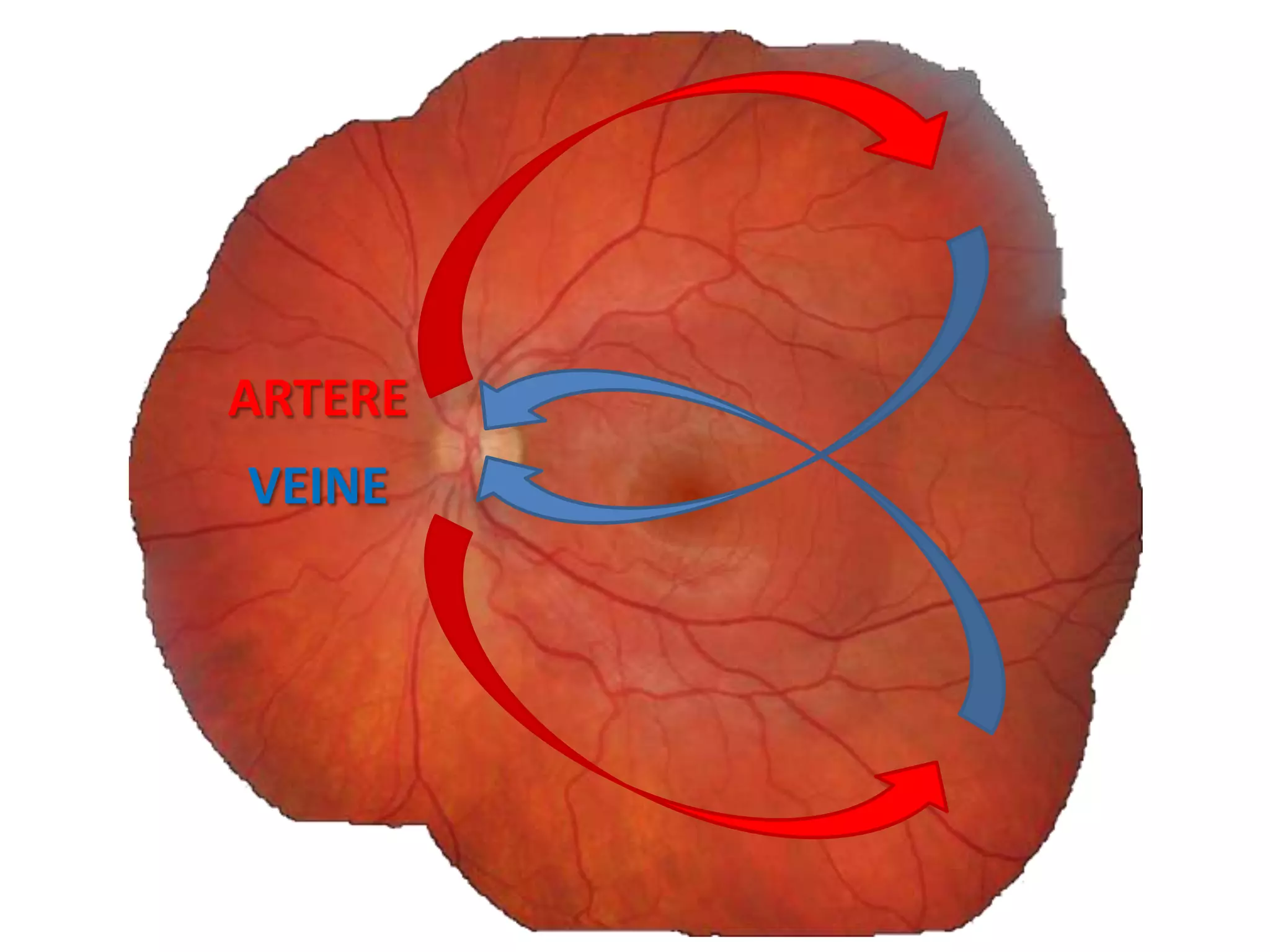ARTERE
VEINE
 