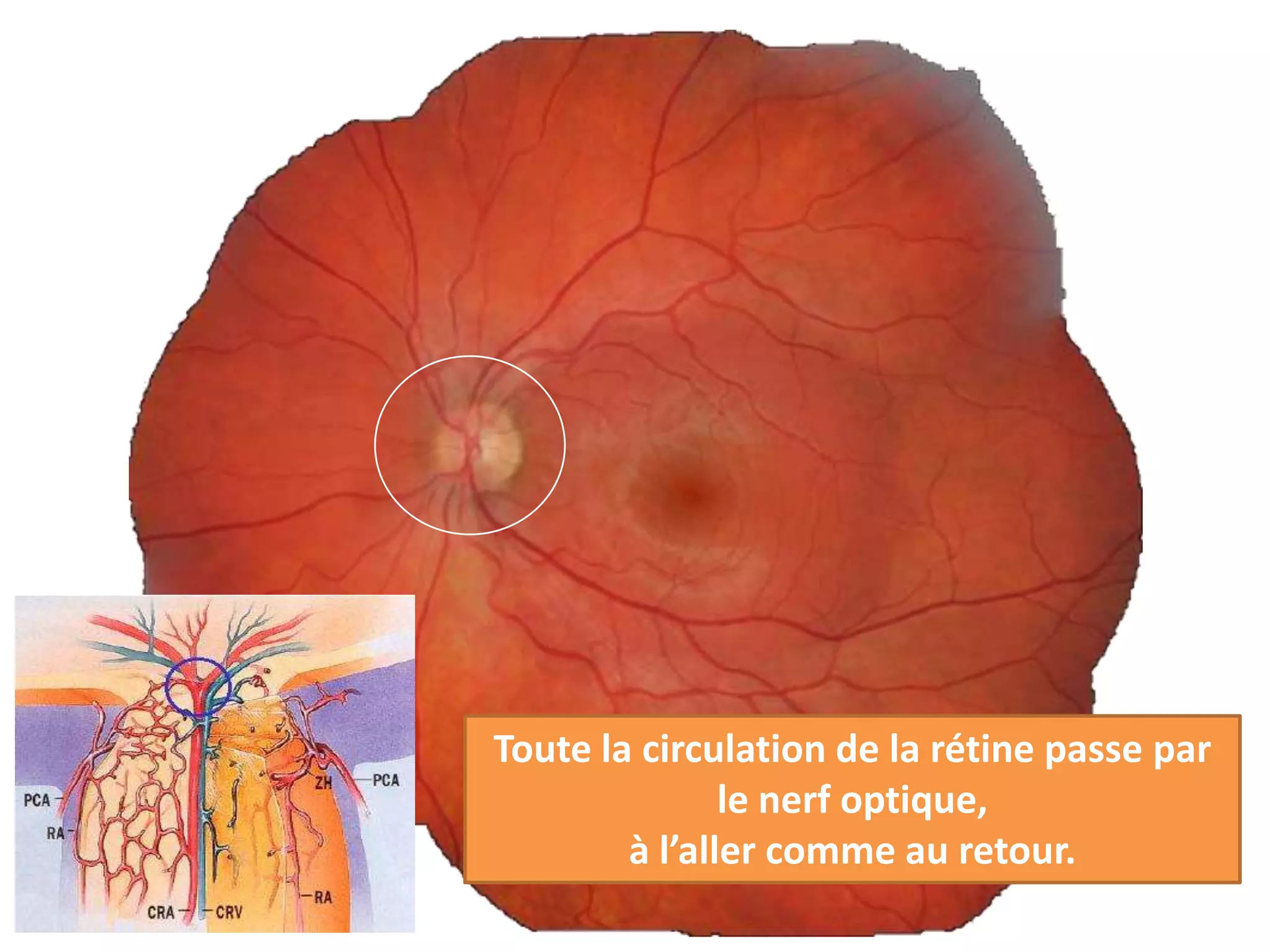 Toute la circulation de la rétine passe par
               le nerf optique,
        à l’aller comme au retour.
 
