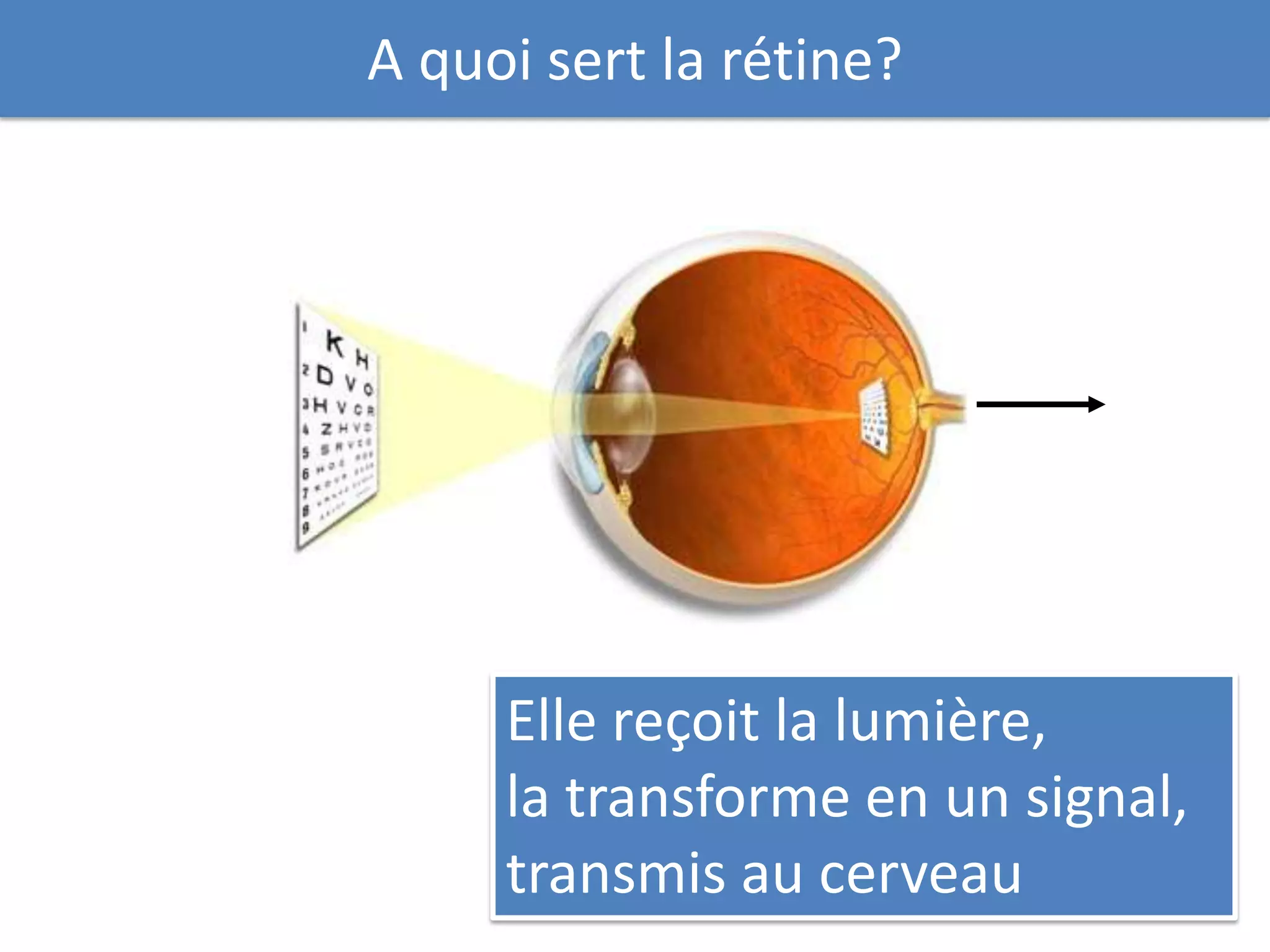 A quoi sert la rétine?




     Elle reçoit la lumière,
     la transforme en un signal,
     transmis au cerveau
 