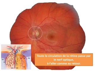 Toute la circulation de la rétine passe par
               le nerf optique,
        à l’aller comme au retour.
 