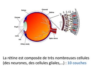 La rétine est composée de très nombreuses cellules
(des neurones, des cellules gliales,…) : 10 couches
 