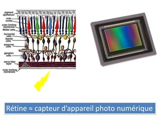 Rétine ≈ capteur d’appareil photo numérique
 