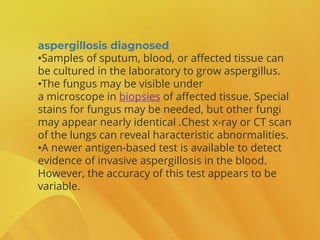 aspergillosis diagnosed
•Samples of sputum, blood, or affected tissue can
be cultured in the laboratory to grow aspergillus.
•The fungus may be visible under
a microscope in biopsies of affected tissue. Special
stains for fungus may be needed, but other fungi
may appear nearly identical .Chest x-ray or CT scan
of the lungs can reveal haracteristic abnormalities.
•A newer antigen-based test is available to detect
evidence of invasive aspergillosis in the blood.
However, the accuracy of this test appears to be
variable.
 