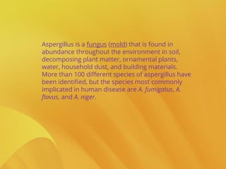 Aspergillus is a fungus (mold) that is found in
abundance throughout the environment in soil,
decomposing plant matter, ornamental plants,
water, household dust, and building materials.
More than 100 different species of aspergillus have
been identified, but the species most commonly
implicated in human disease are A. fumigatus, A.
flavus, and A. niger.
 