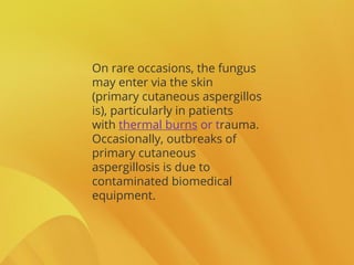On rare occasions, the fungus
may enter via the skin
(primary cutaneous aspergillos
is), particularly in patients
with thermal burns or trauma.
Occasionally, outbreaks of
primary cutaneous
aspergillosis is due to
contaminated biomedical
equipment.
 