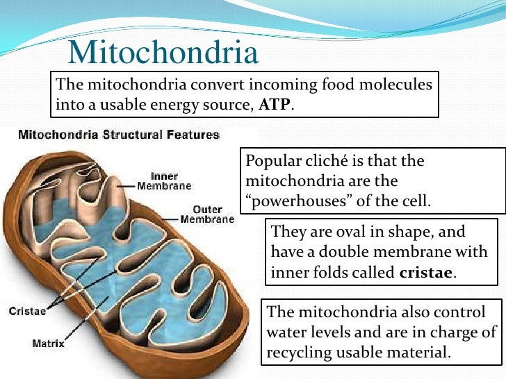 A Look at Organelles