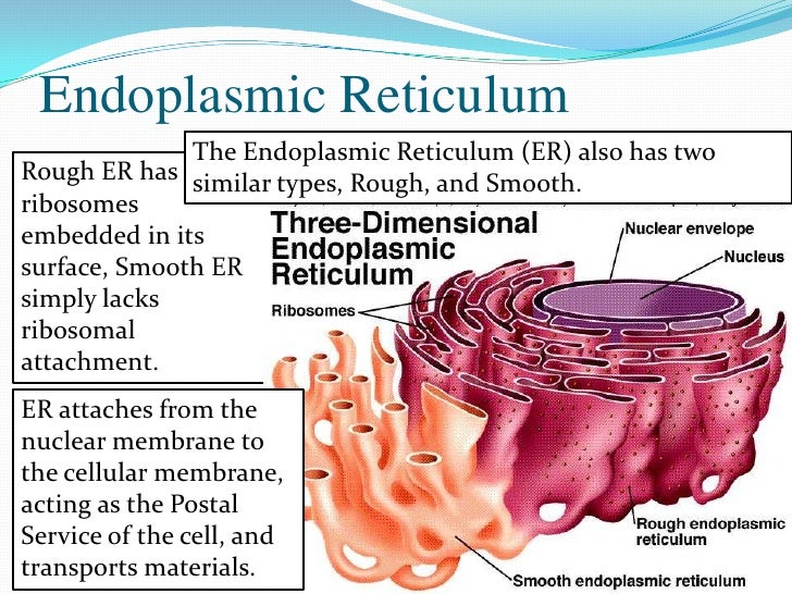 A Look at Organelles