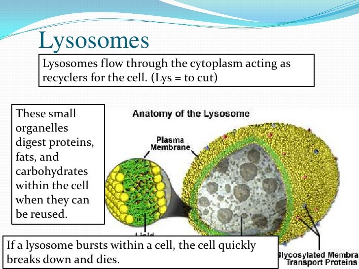 What Organelle Digests Proteins - slidesharetrick