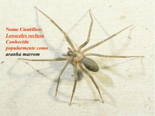 Nome Cientifico:   Loxoceles reclusa  Conhecida popularmente como  aranha marrom 