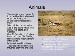 Animals  The Assyrians also hunted for food besides the trading and crops that they grew In the nearby forests lions lived Wild bull lived in the plains Also in the plains where wild asses, wild goats, and Gazelles Mastiffs (very big dog) where tamed and used for hunting Horses where imported from other lands Pelicans trained for fishing The people hunted Fowl like thrushes sparrows and larks  Fishing was done by line and through means of nets Fish eaten both fresh and dried as bigger fish would usually be dried for future purposes 