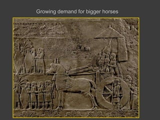 Growing demand for bigger horses