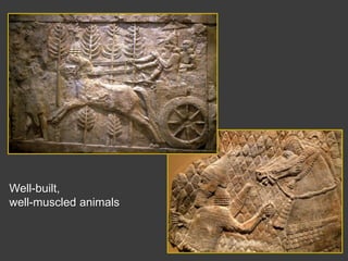 Well-built, well-muscled animals