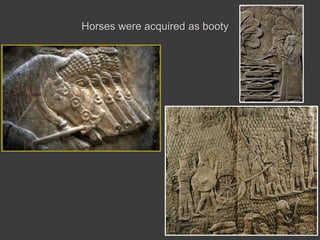 Horses were acquired as booty
