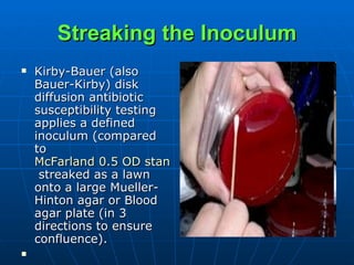 Streaking the Inoculum Kirby-Bauer (also Bauer-Kirby) disk diffusion antibiotic susceptibility testing applies a defined inoculum (compared to  McFarland 0.5 OD standard  streaked as a lawn onto a large Mueller-Hinton agar or Blood agar plate (in 3 directions to ensure confluence). 