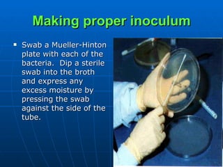 Making proper inoculum Swab a Mueller-Hinton plate with each of the bacteria.  Dip a sterile swab into the broth and express any excess moisture by pressing the swab against the side of the tube.  